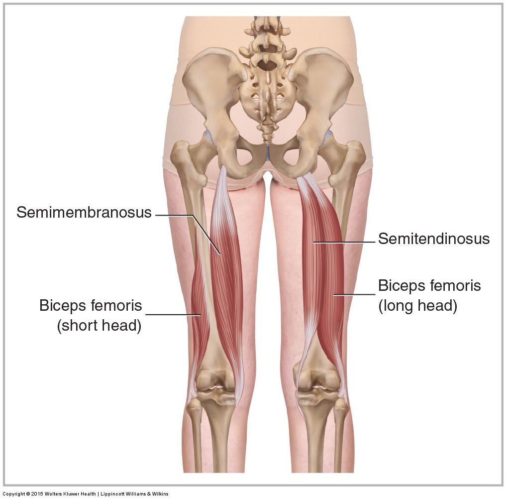 Hamstring Injuries. An Osteopathic Guide From Injury to Recovery ...