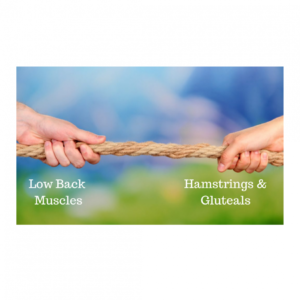 Can Weak Gluteals Cause Back Pain? - Back Pain Hamstrings